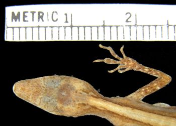 Media type: image; Herpetology R-154124